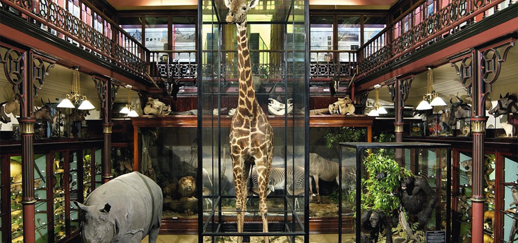 Taxidermy Art