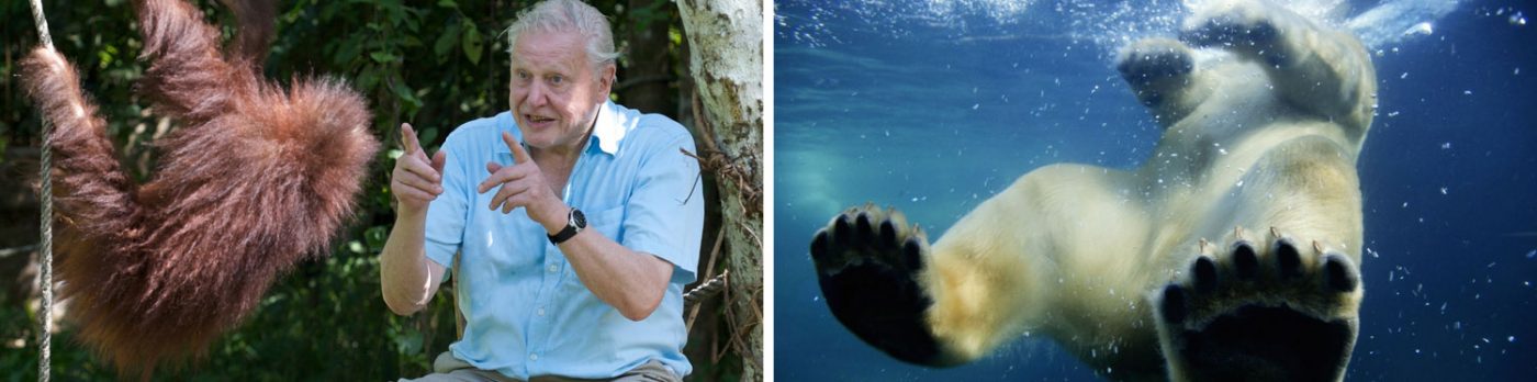 David Attenborough - Polar Bear